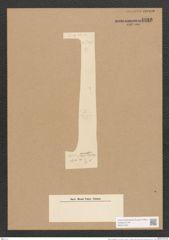 Nitzschia febigeri Grun. (de-Toni-Nr.: Genus 47, Species 2063) Zeichnungen Sammlung Grunow Nr. 4080 (NHMW-BOT-W0371923)